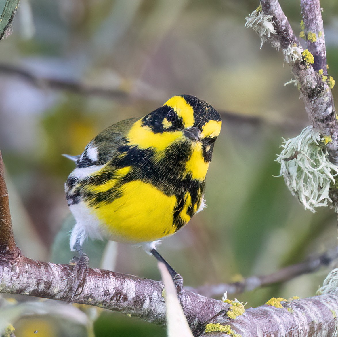 Townsend's Warbler - ML642791902