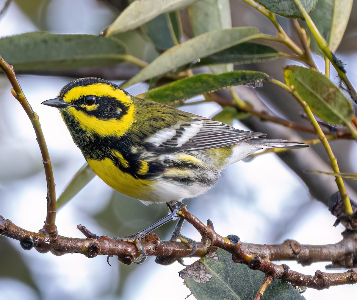 Townsend's Warbler - ML642791903