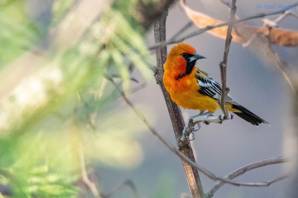 Streak-backed Oriole - ML642791904