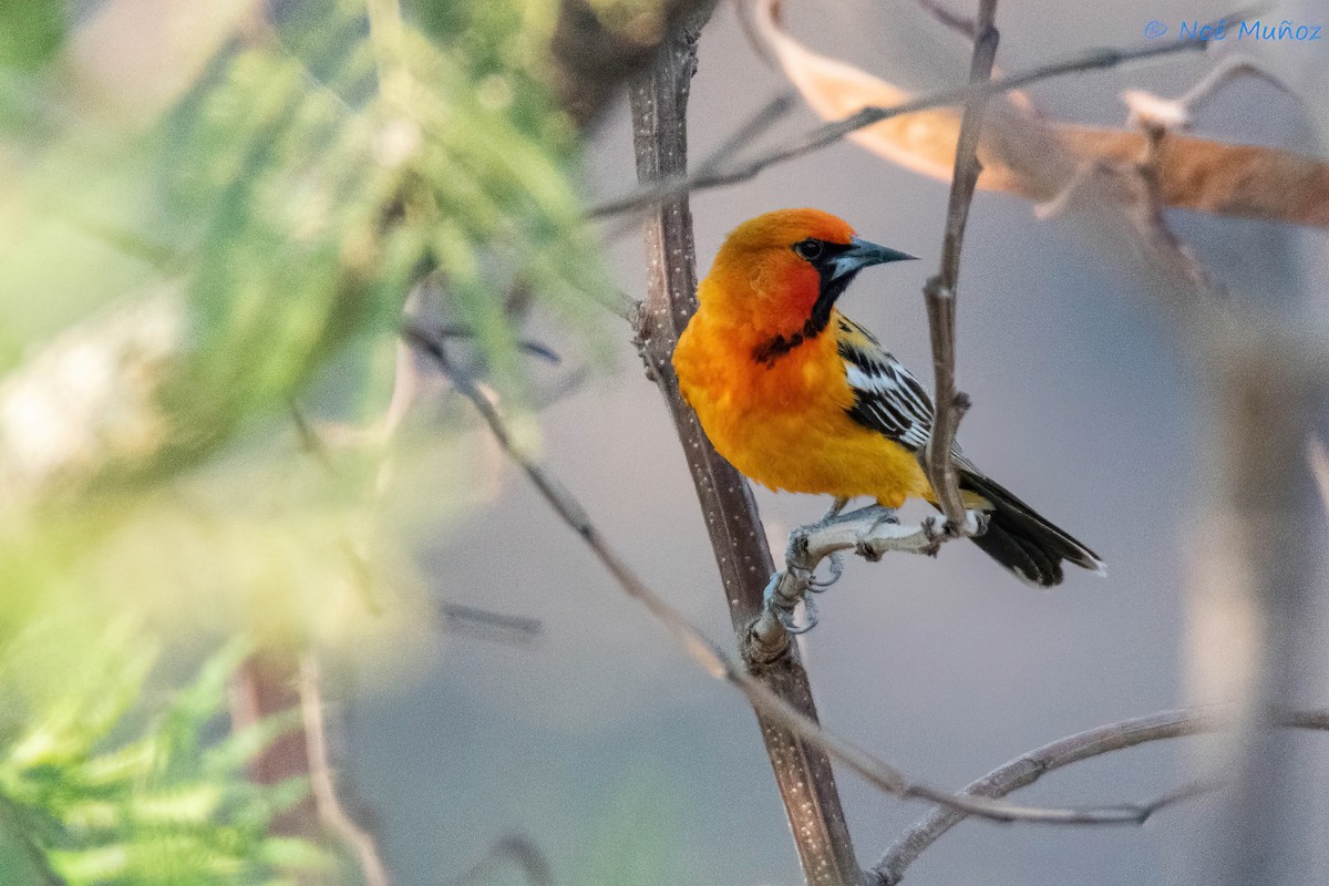 Streak-backed Oriole - ML642791905