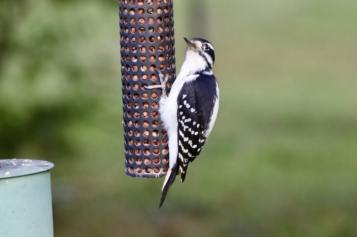 Hairy Woodpecker - ML642791911