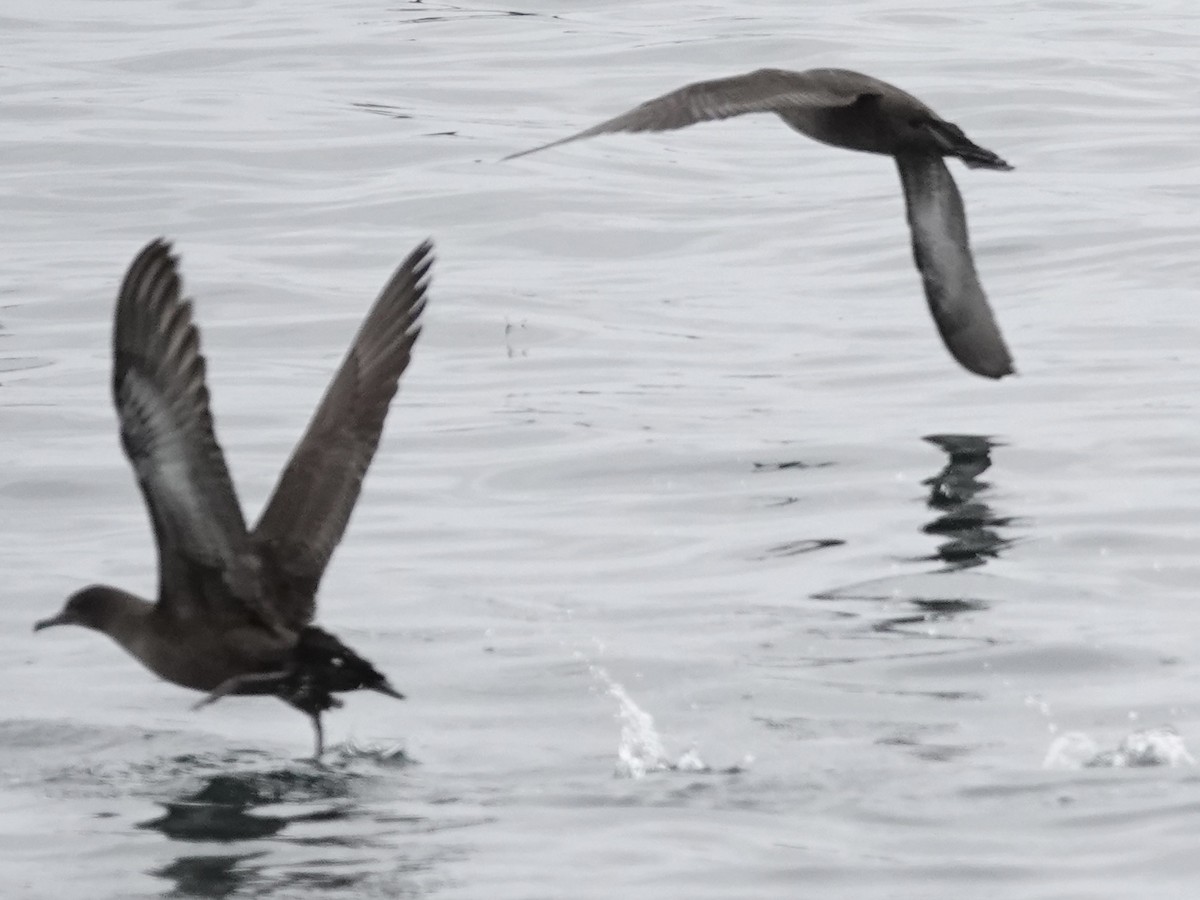 Sooty Shearwater - ML642791917