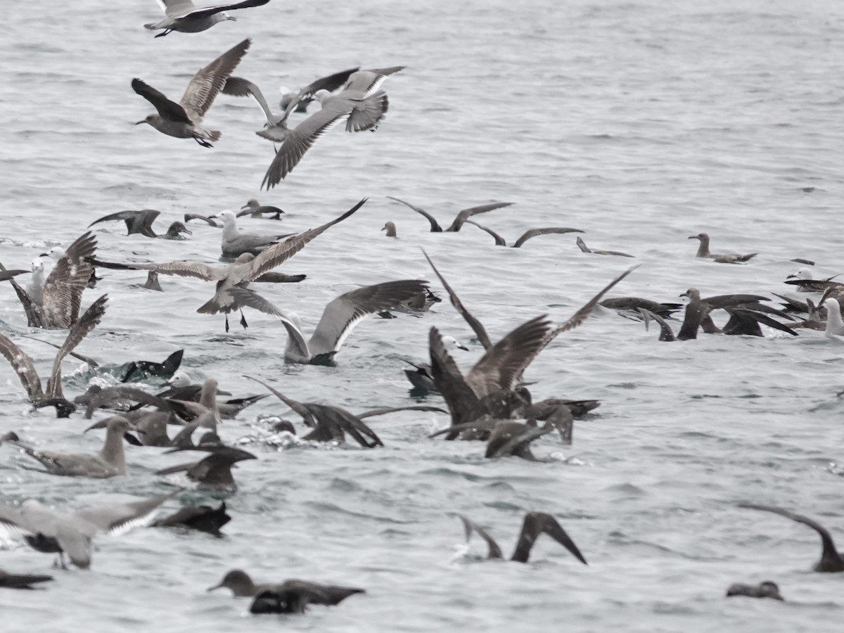 Sooty Shearwater - ML642791918