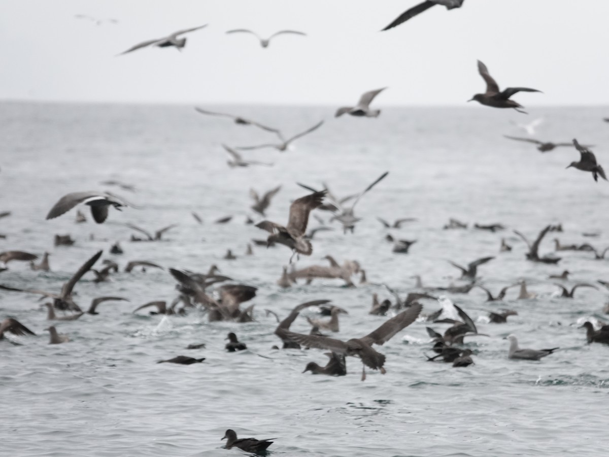 Sooty Shearwater - ML642791919