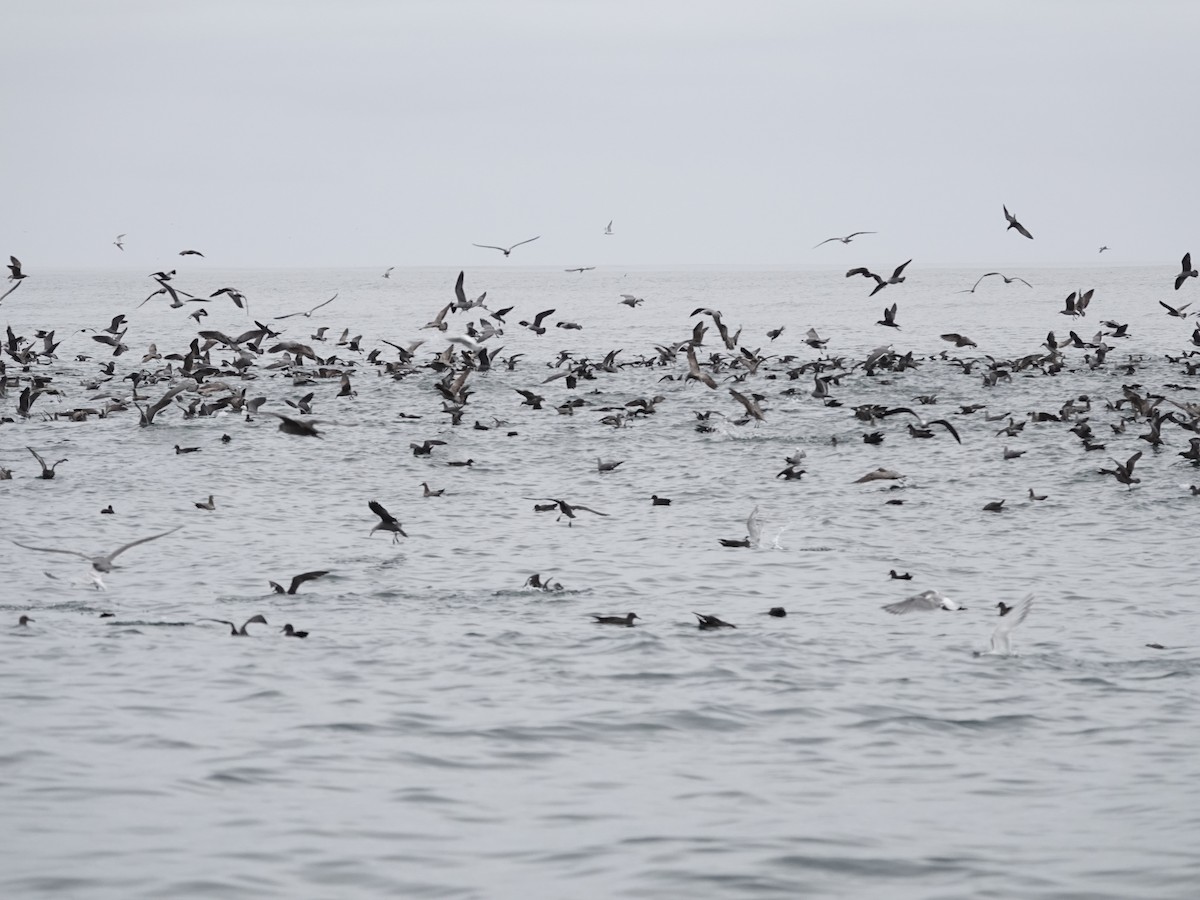 Sooty Shearwater - ML642791920