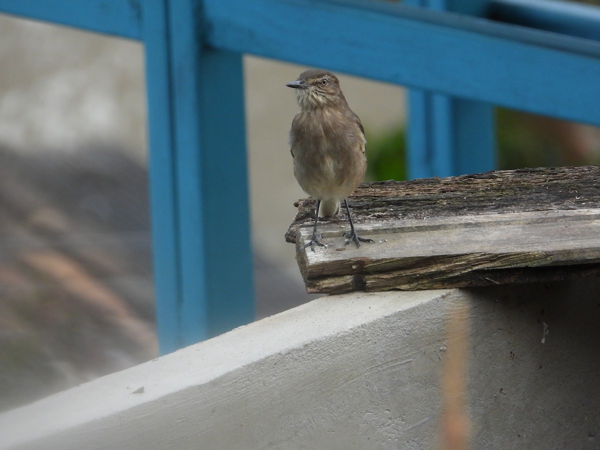 Black-billed Shrike-Tyrant - ML642791926