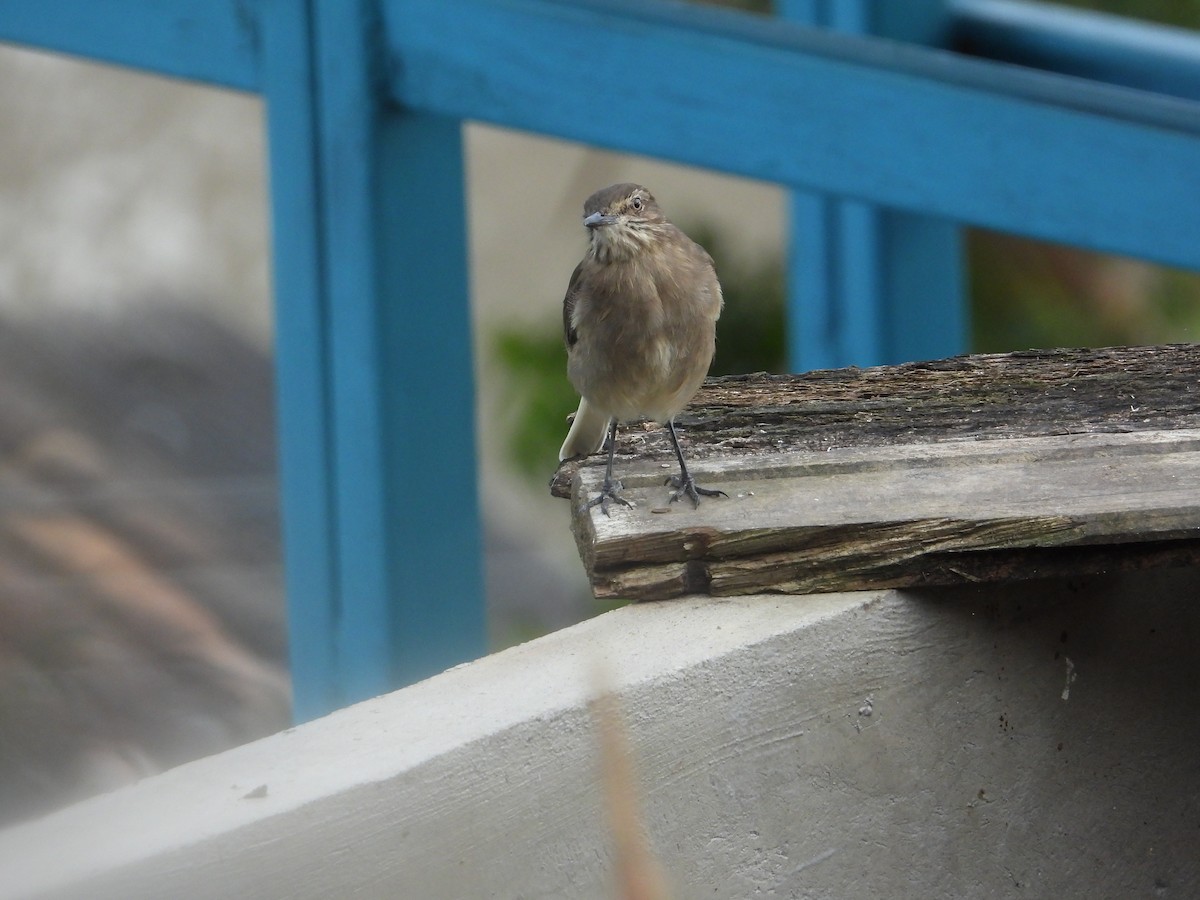 Black-billed Shrike-Tyrant - ML642791927