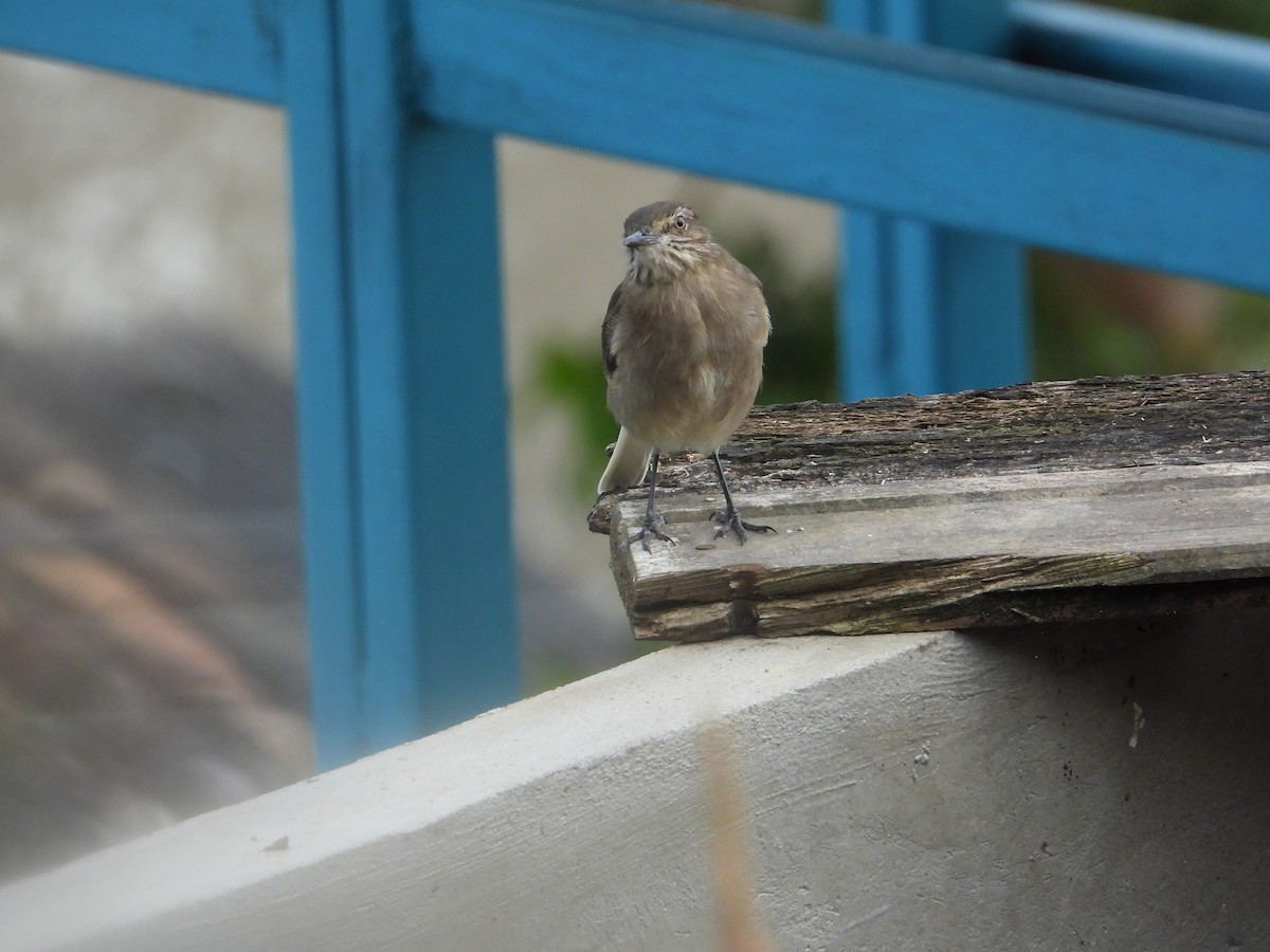 Black-billed Shrike-Tyrant - ML642791928