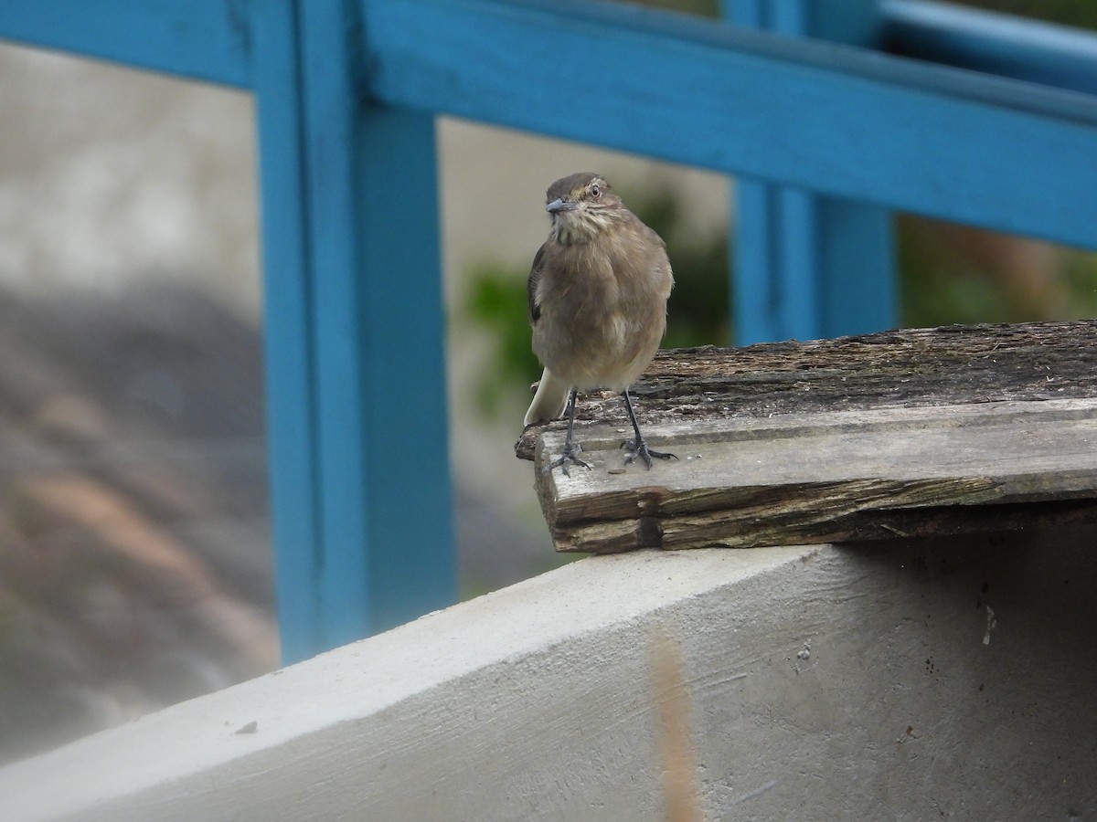 Black-billed Shrike-Tyrant - ML642791929
