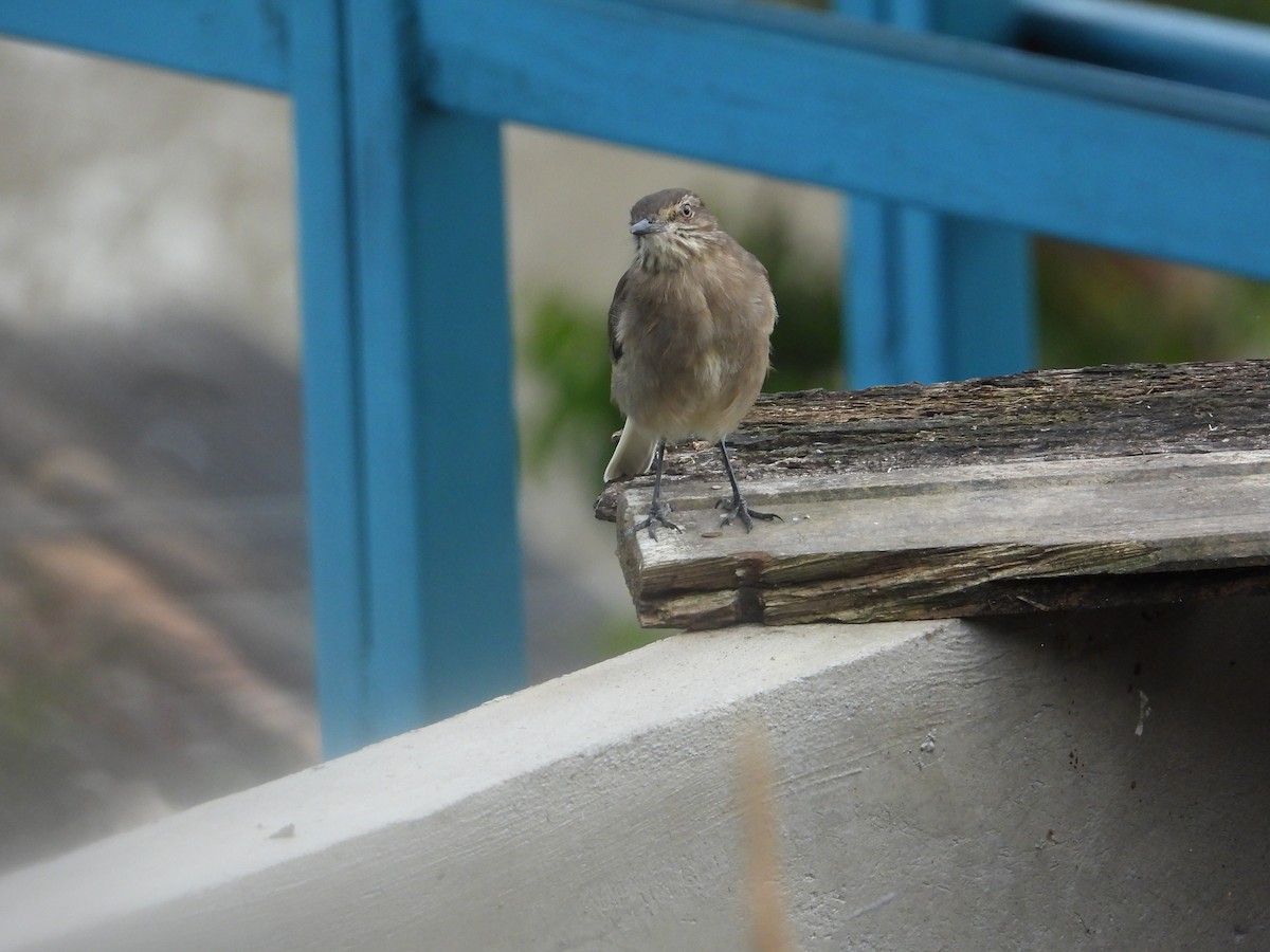 Black-billed Shrike-Tyrant - ML642791930