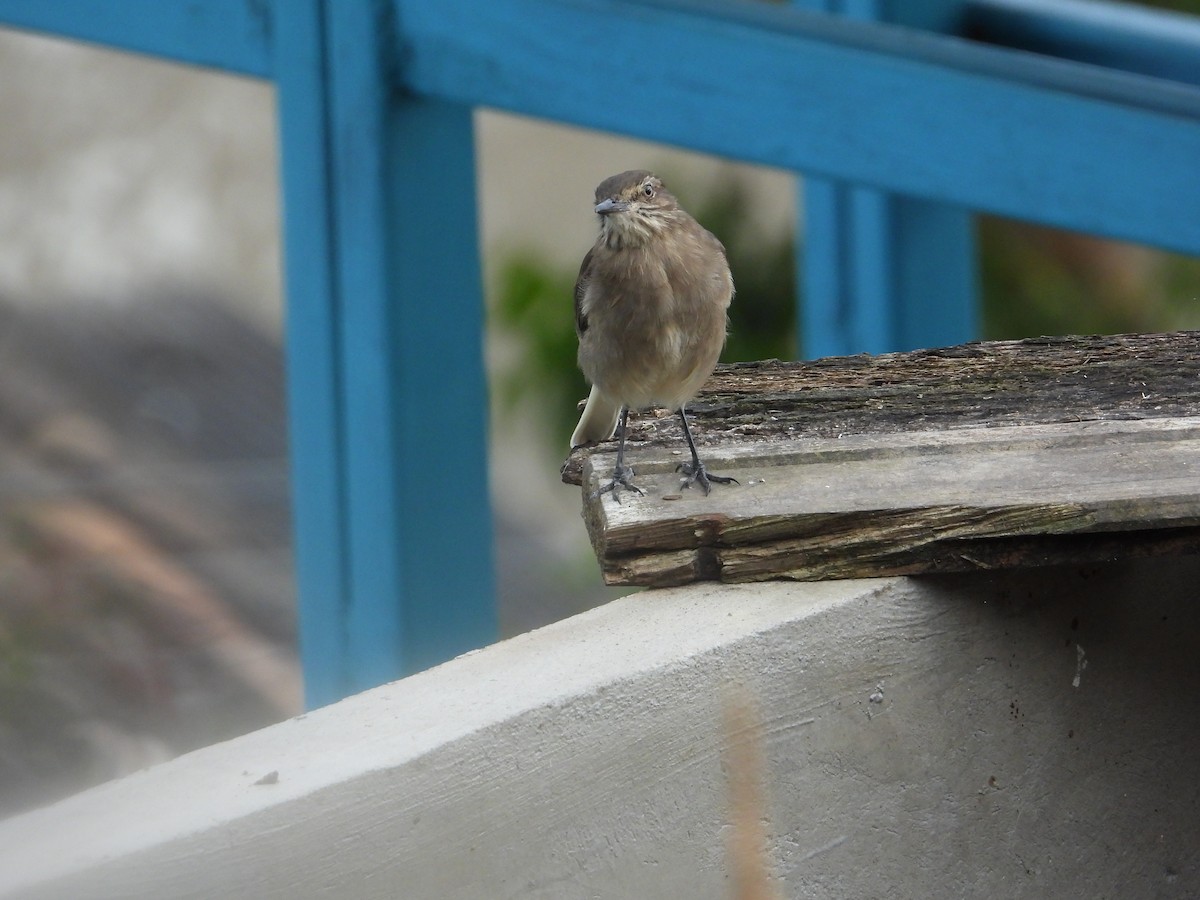 Black-billed Shrike-Tyrant - ML642791931
