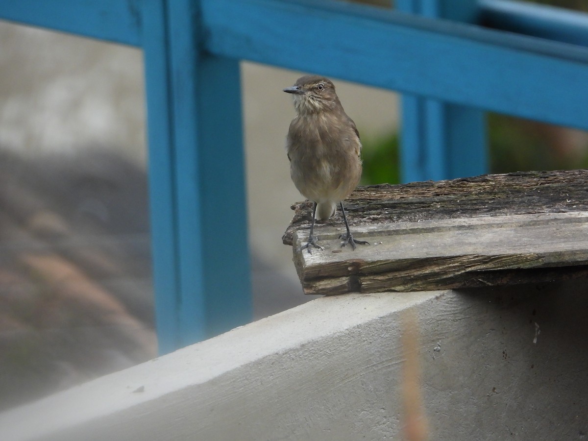 Black-billed Shrike-Tyrant - ML642791932
