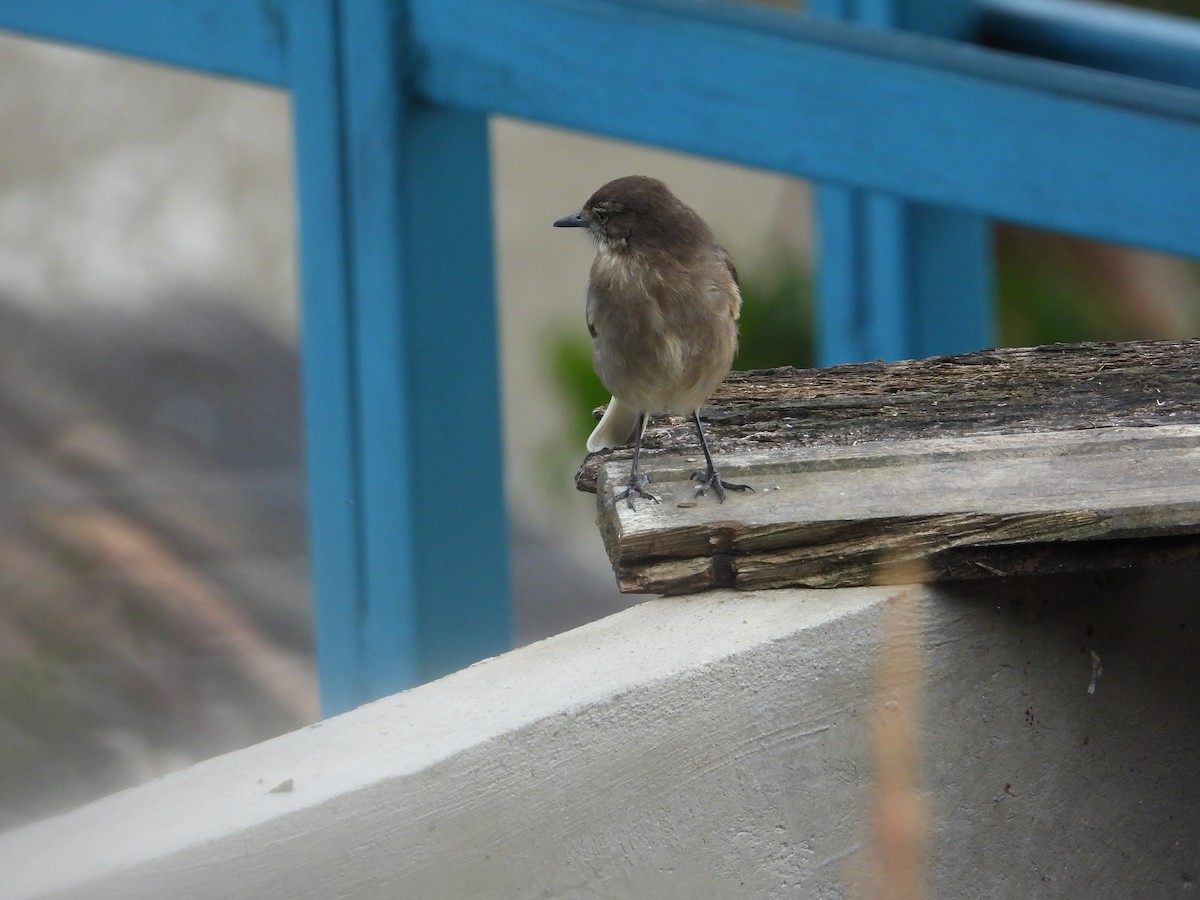 Black-billed Shrike-Tyrant - ML642791933