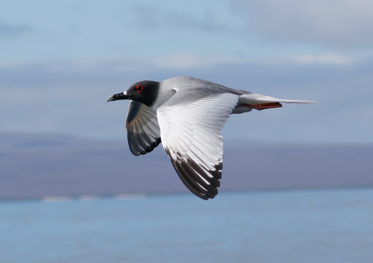 Swallow-tailed Gull - ML642791946