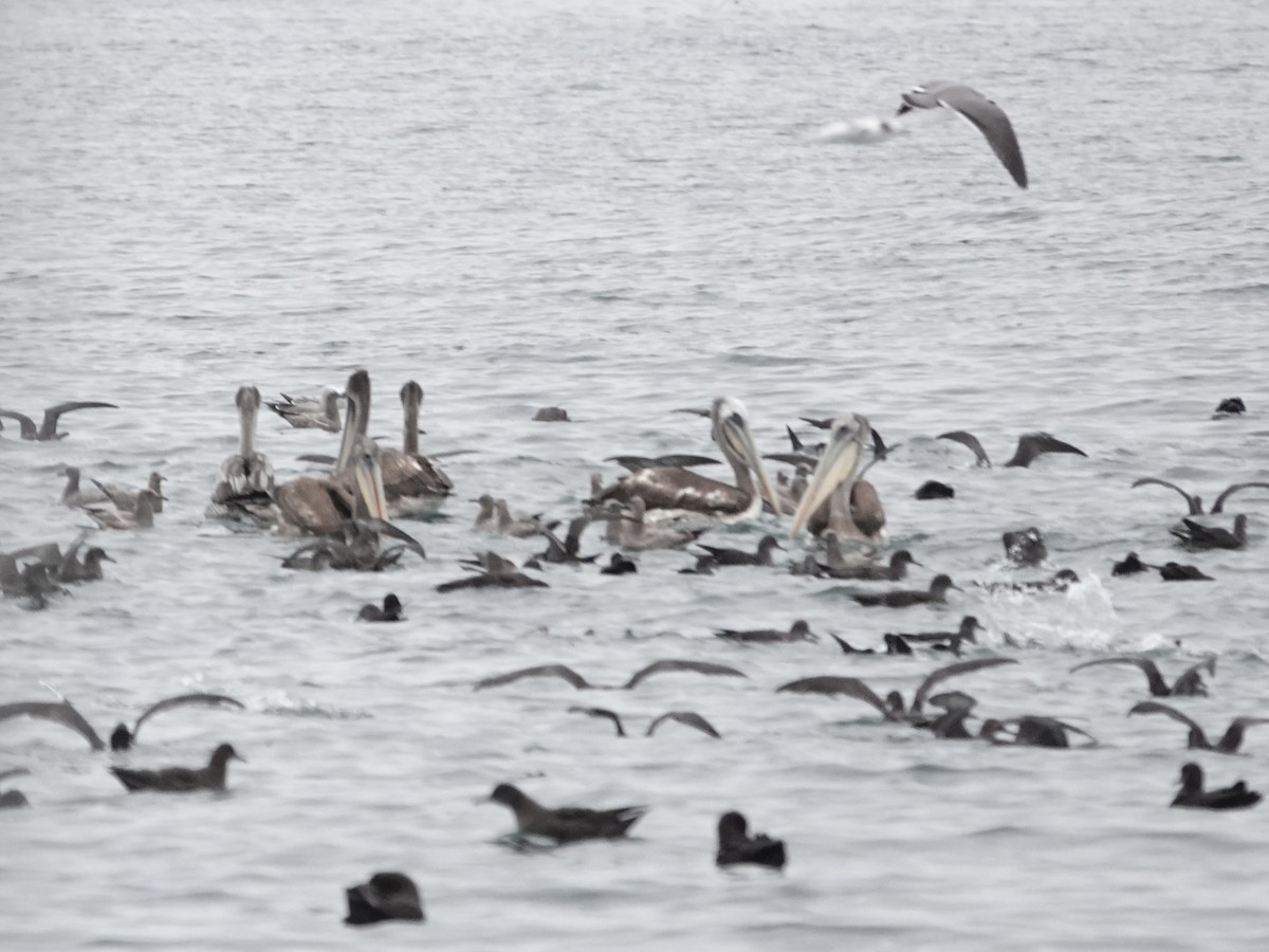 Peruvian Pelican - ML642791954