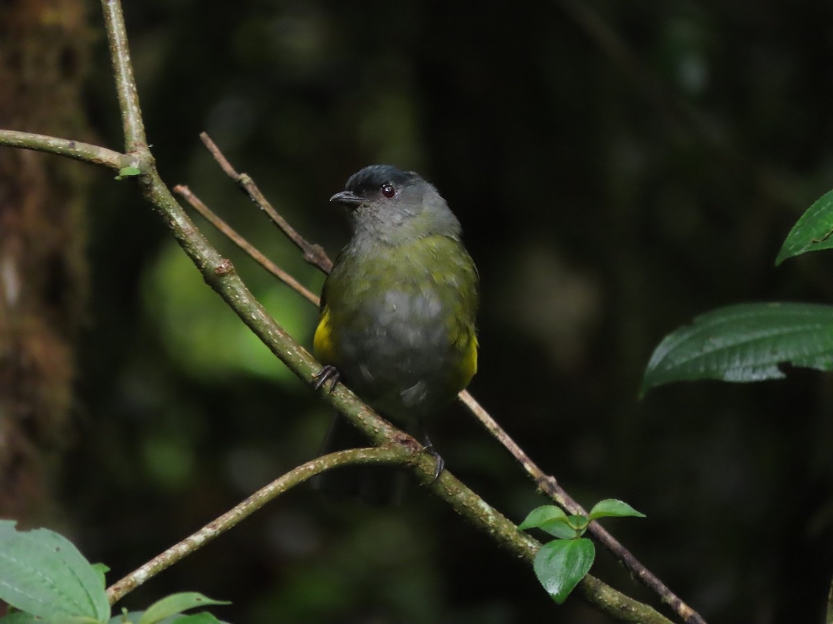 Black-and-yellow Silky-flycatcher - ML642791981