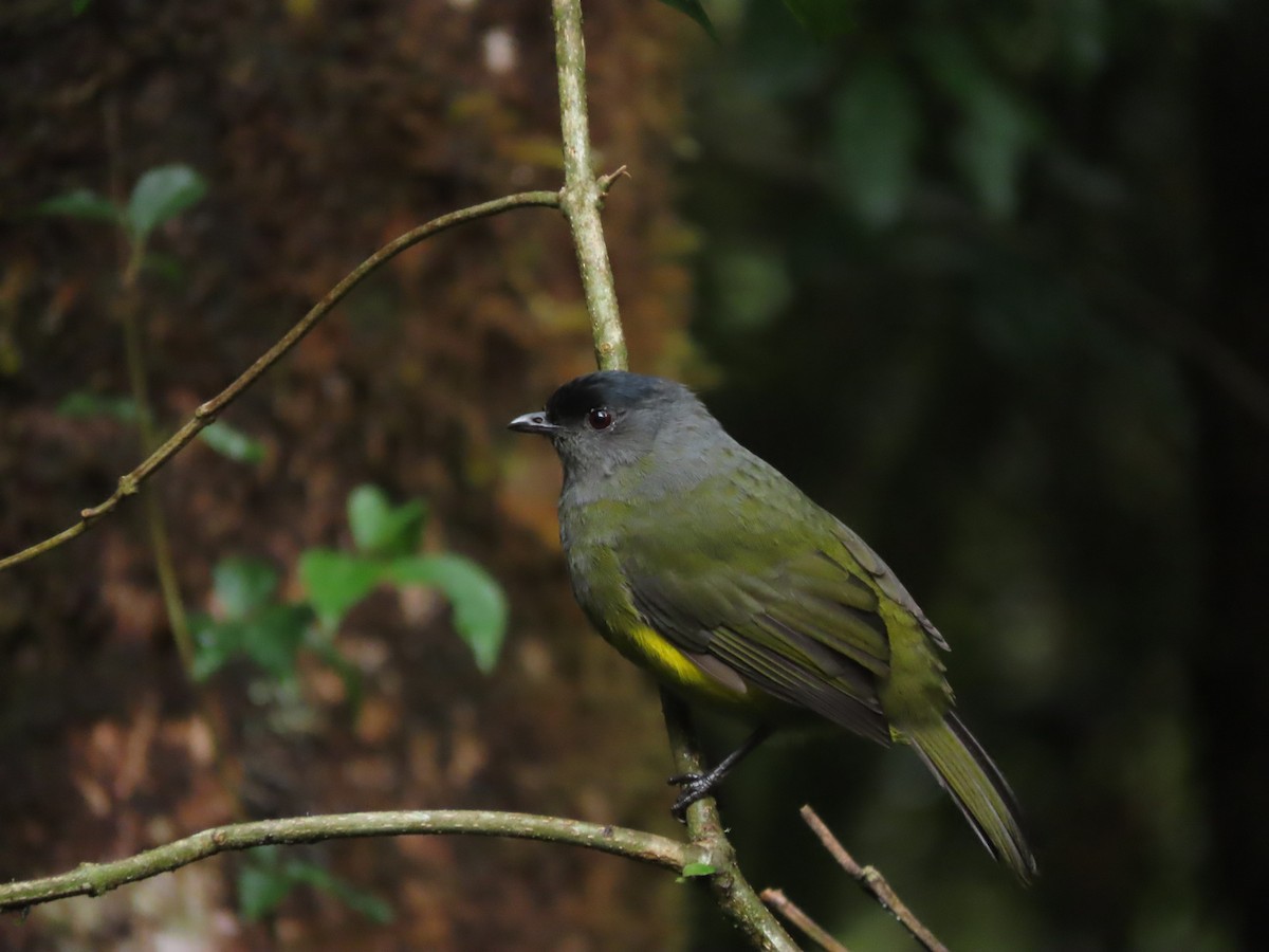 Black-and-yellow Silky-flycatcher - ML642791984