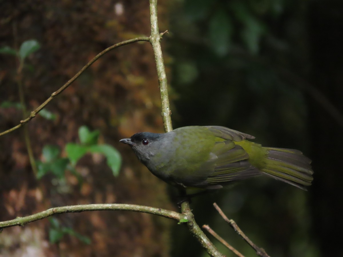 Black-and-yellow Silky-flycatcher - ML642791985