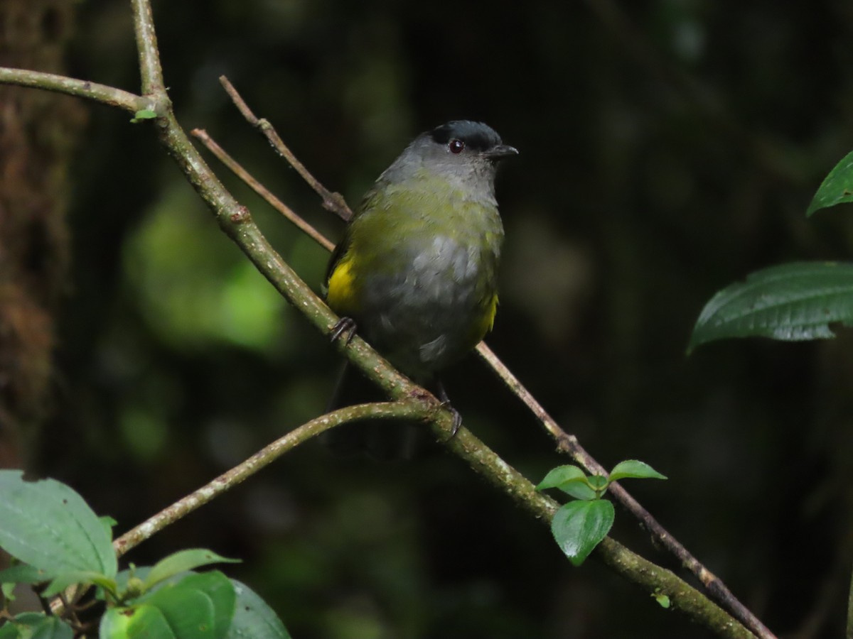 Black-and-yellow Silky-flycatcher - ML642791986