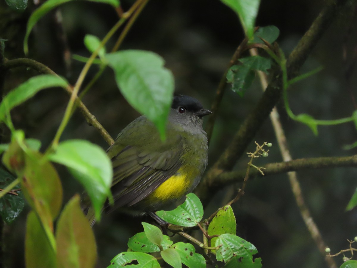 Black-and-yellow Silky-flycatcher - ML642791987