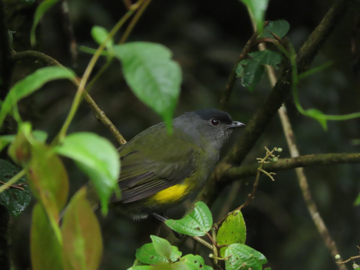 Black-and-yellow Silky-flycatcher - ML642791988