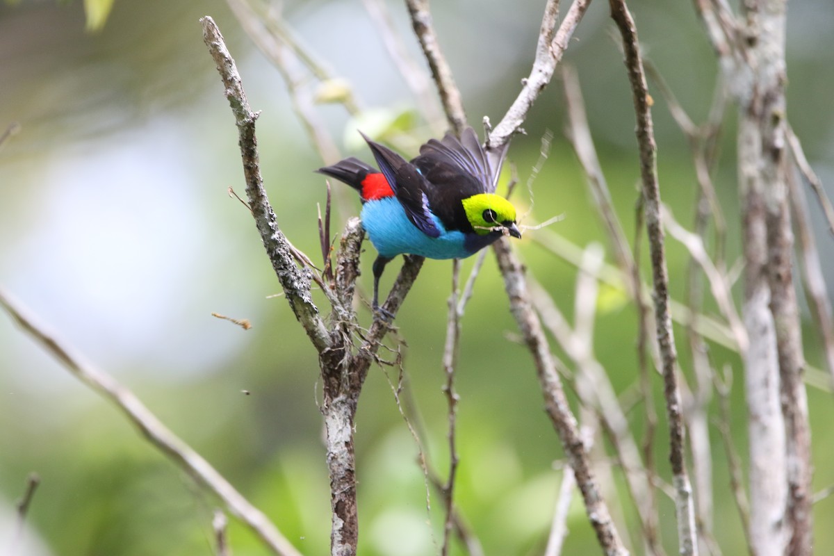 Paradise Tanager - ML642791991