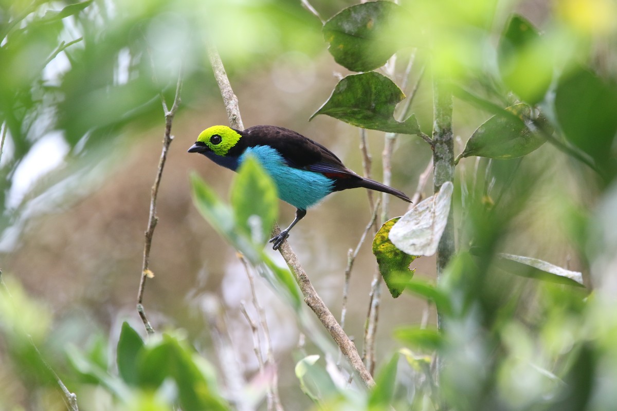 Paradise Tanager - ML642791992