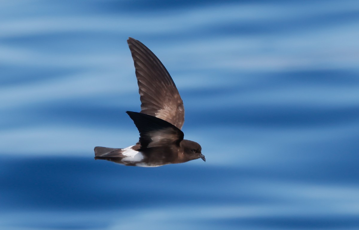 Wedge-rumped Storm-Petrel - ML642791998