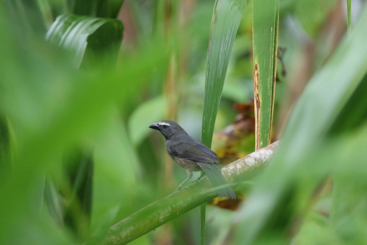 Bluish-gray Saltator - ML642792001
