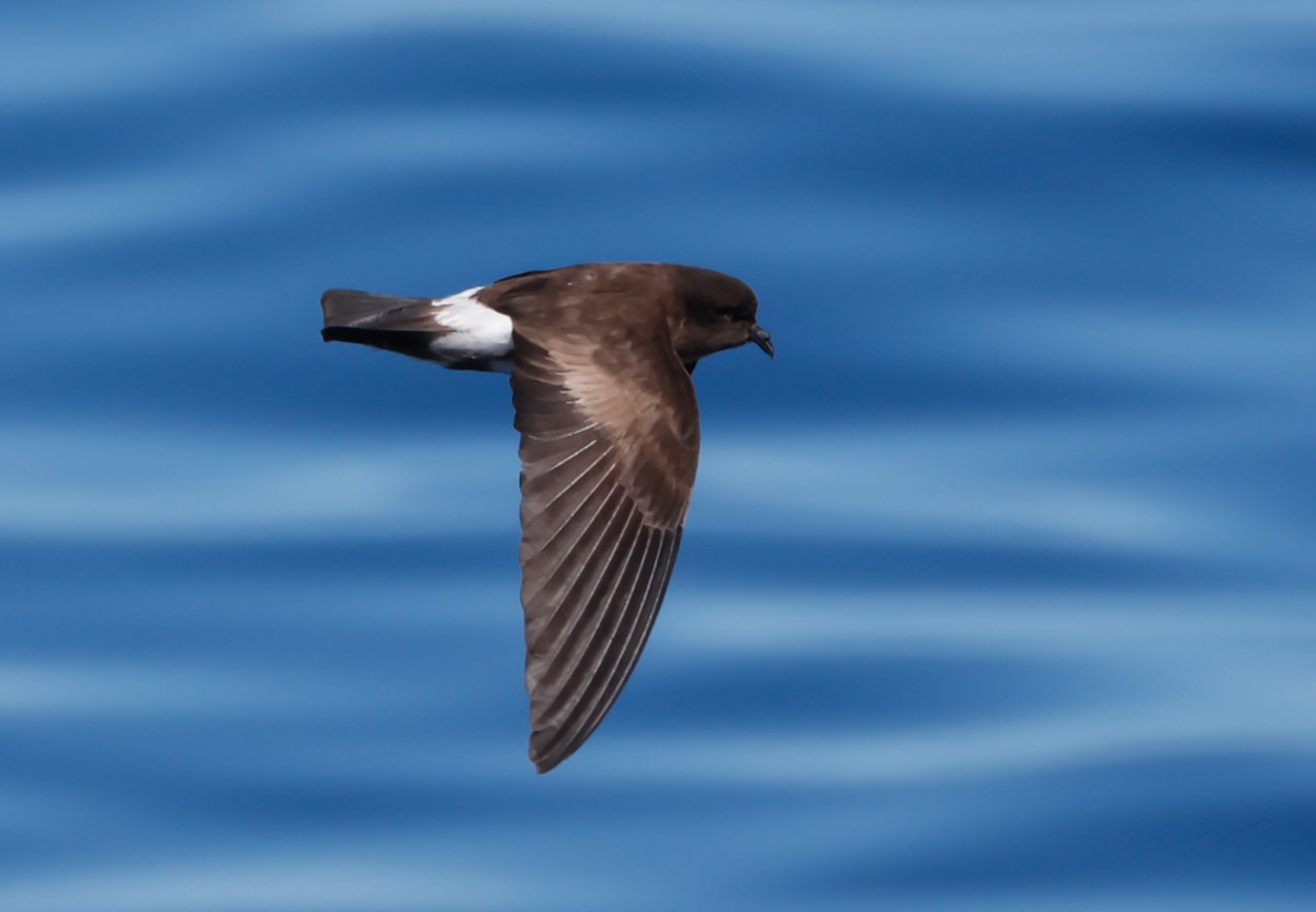 Wedge-rumped Storm-Petrel - ML642792003