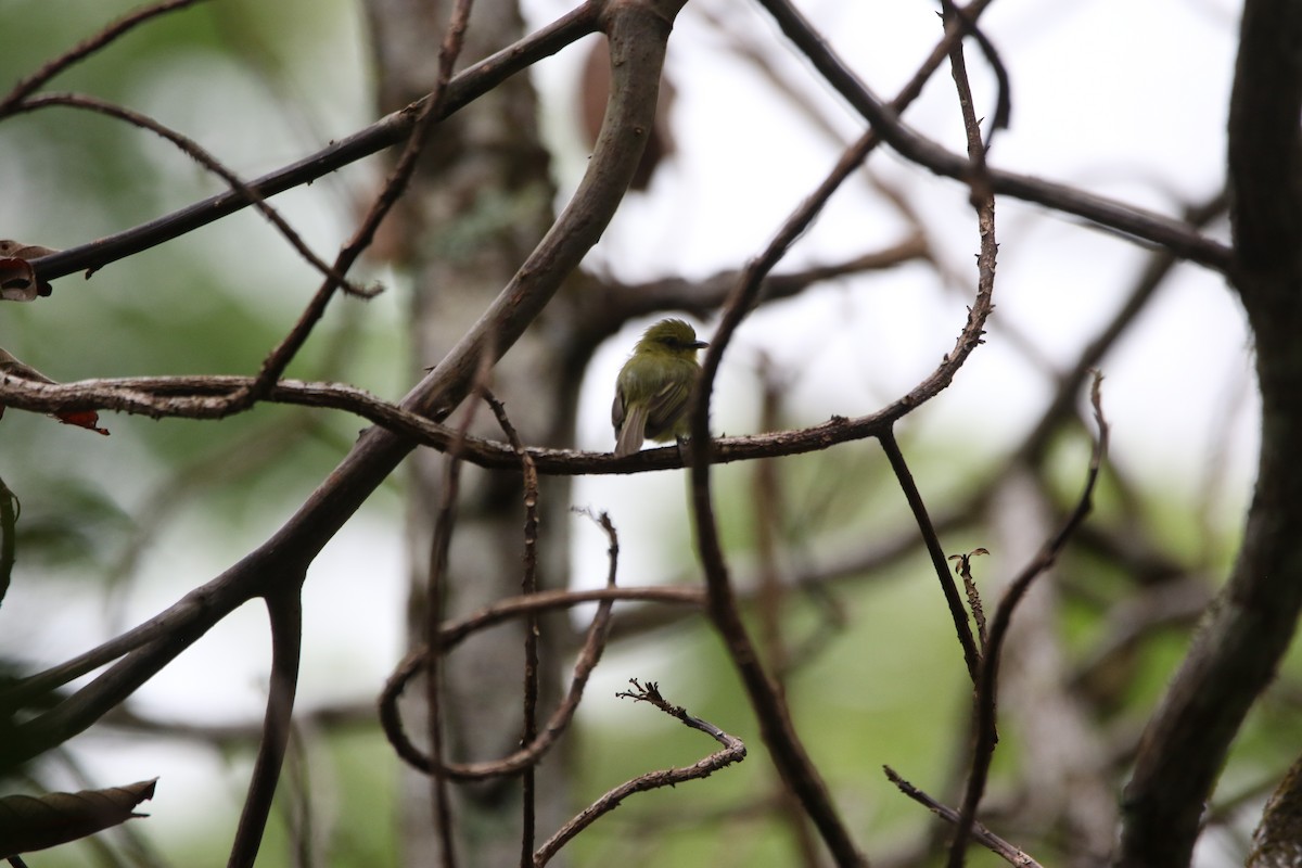 Olive-faced Flatbill - ML642792013