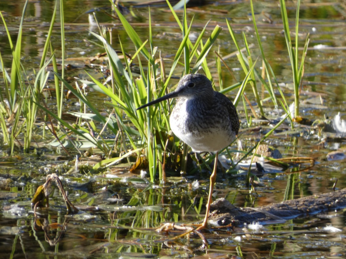 Greater Yellowlegs - louis fradette