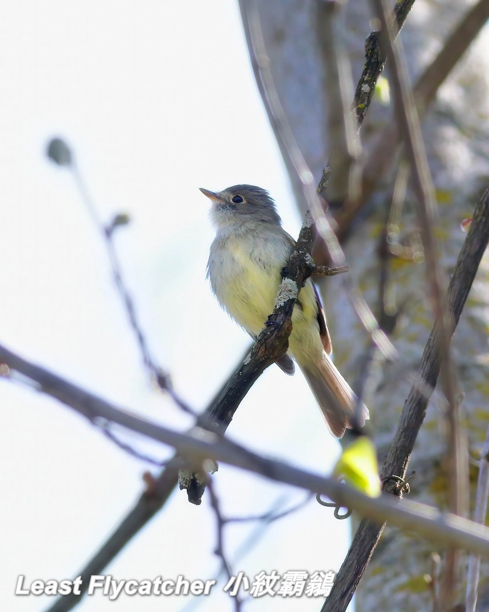 Least Flycatcher - ML642792016