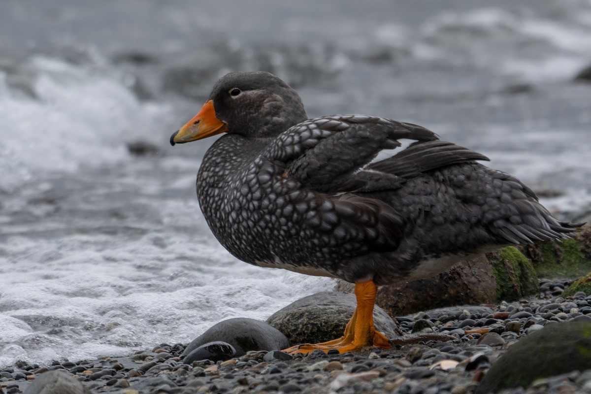 Flightless Steamer-Duck - ML642792037