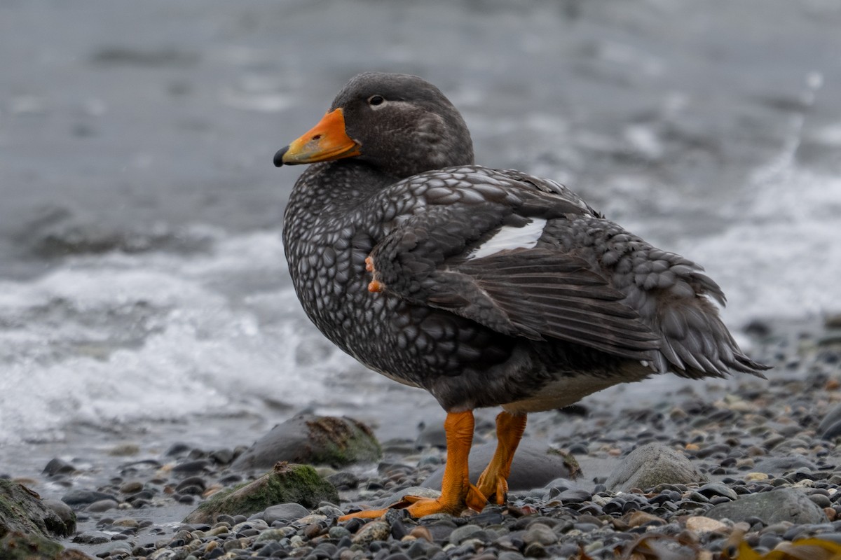 Flightless Steamer-Duck - ML642792039