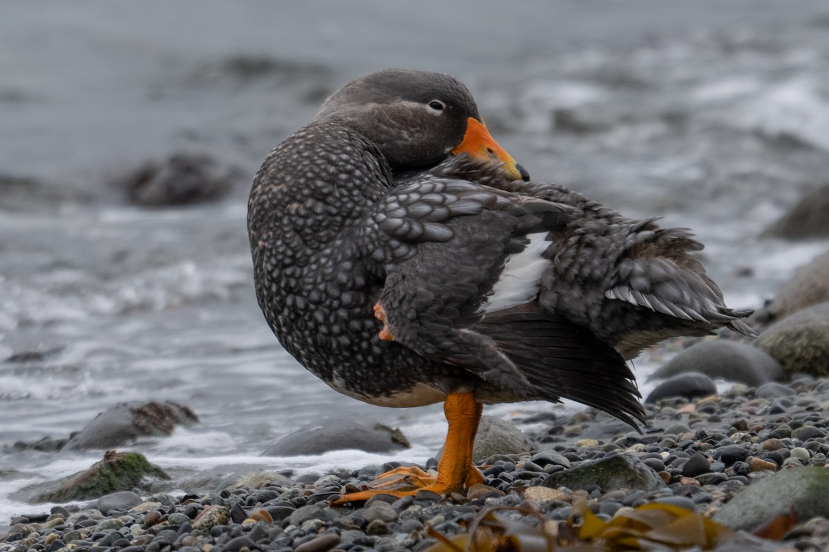 Flightless Steamer-Duck - ML642792040