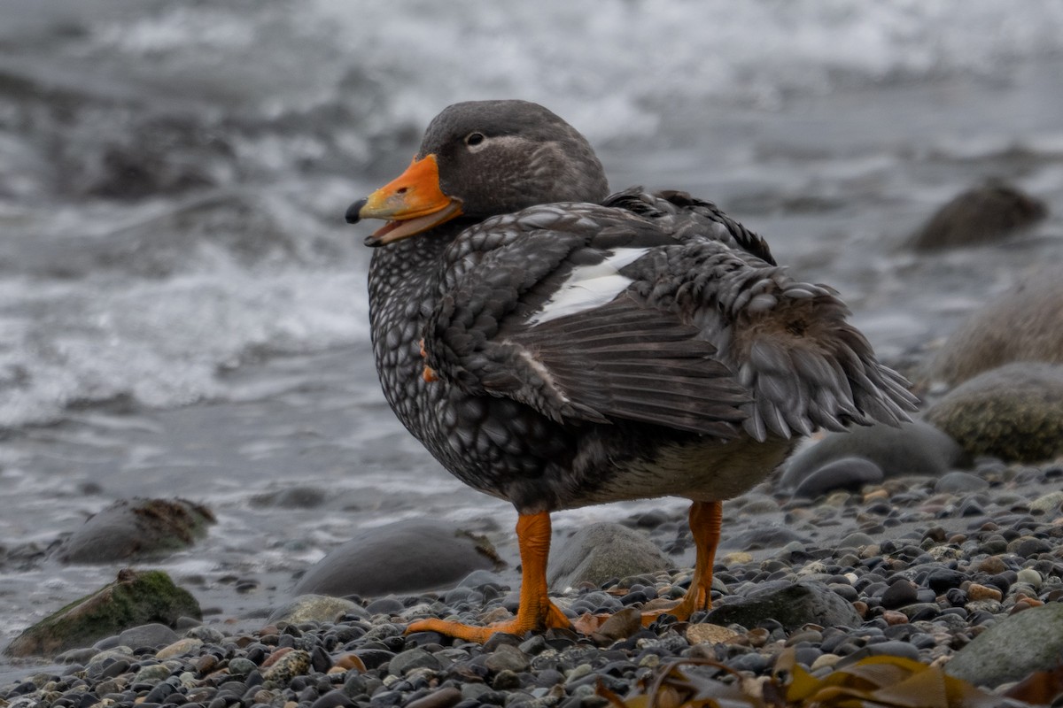 Flightless Steamer-Duck - ML642792041