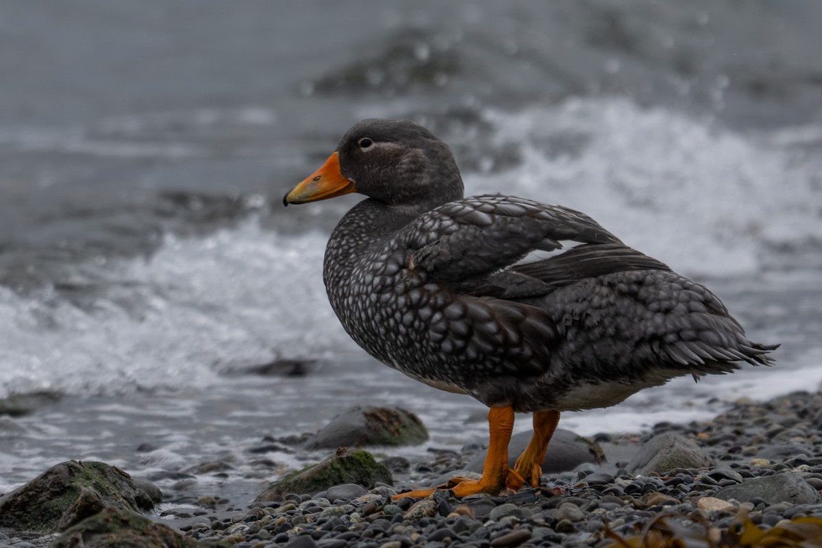 Flightless Steamer-Duck - ML642792043
