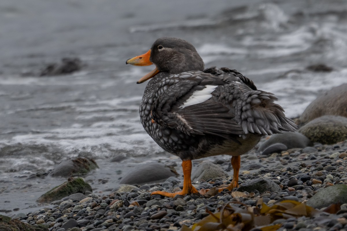 Flightless Steamer-Duck - ML642792044