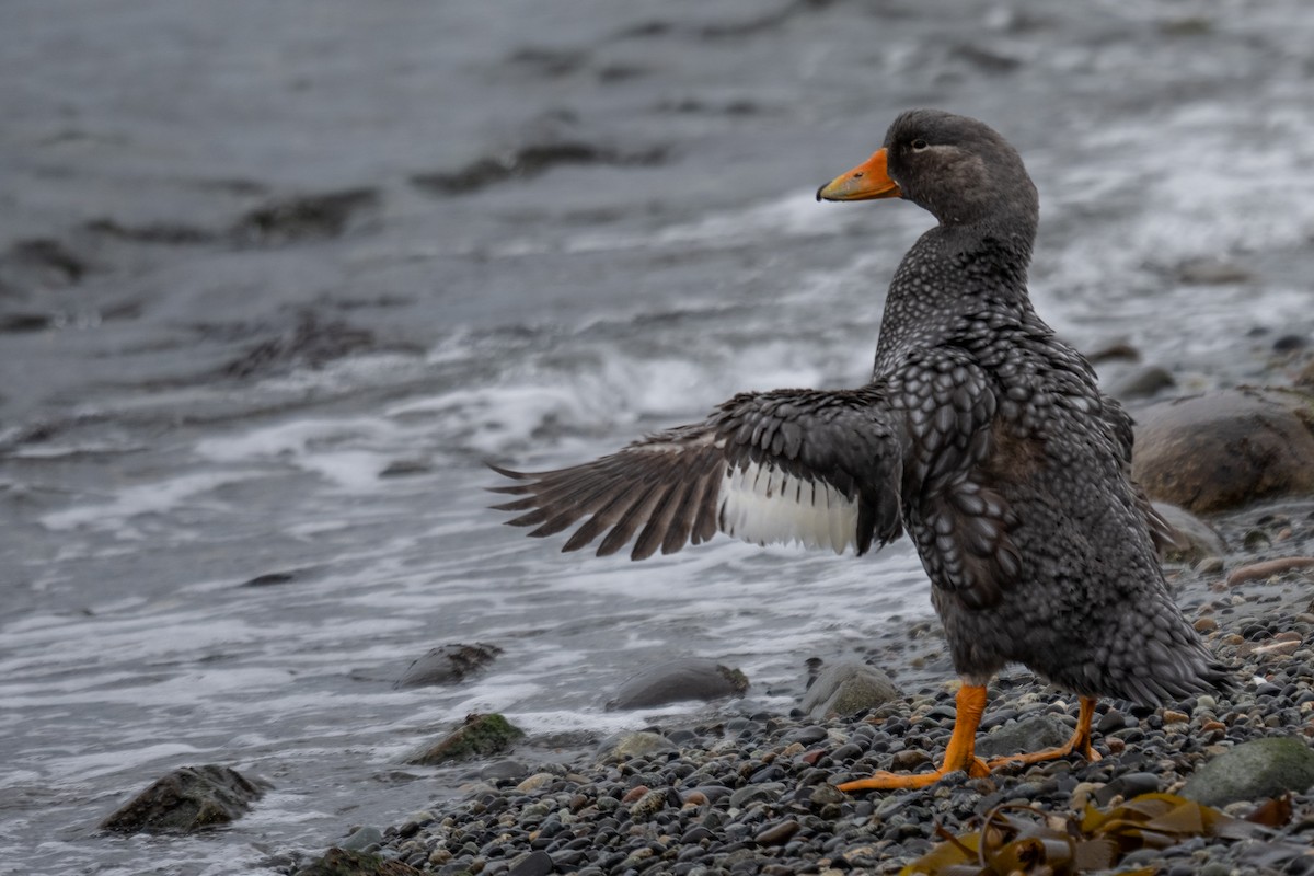 Flightless Steamer-Duck - ML642792046