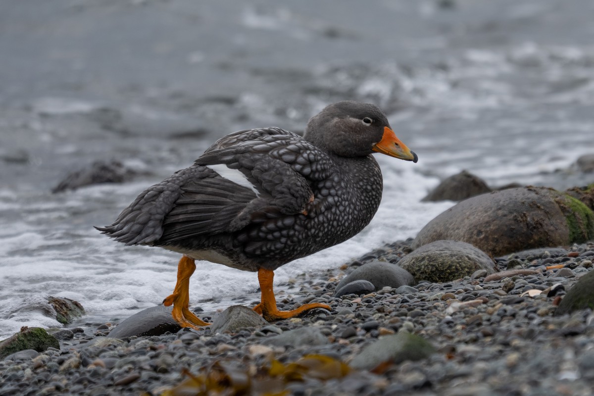 Flightless Steamer-Duck - ML642792047
