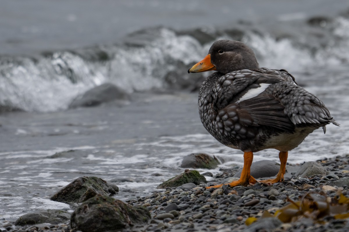 Flightless Steamer-Duck - ML642792048