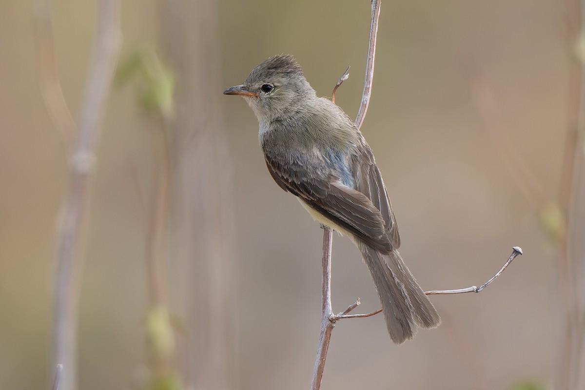 Northern Beardless-Tyrannulet - ML642792049