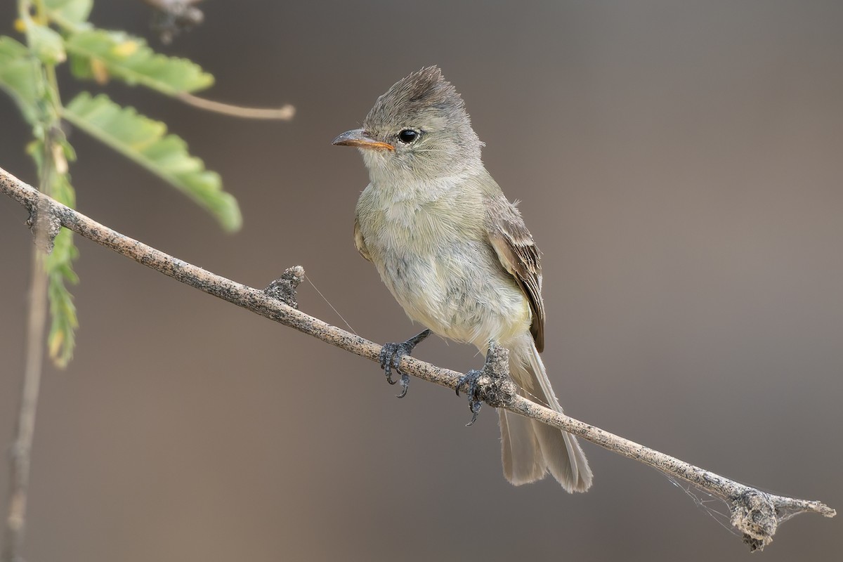 Northern Beardless-Tyrannulet - ML642792050