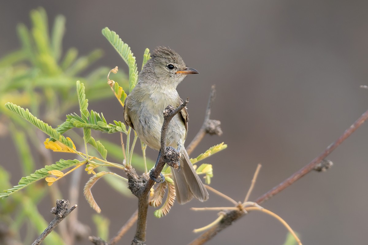 Northern Beardless-Tyrannulet - ML642792051