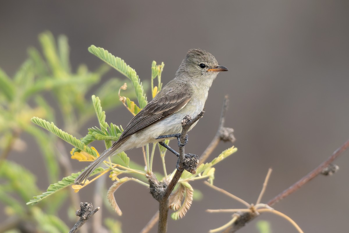 Northern Beardless-Tyrannulet - ML642792052