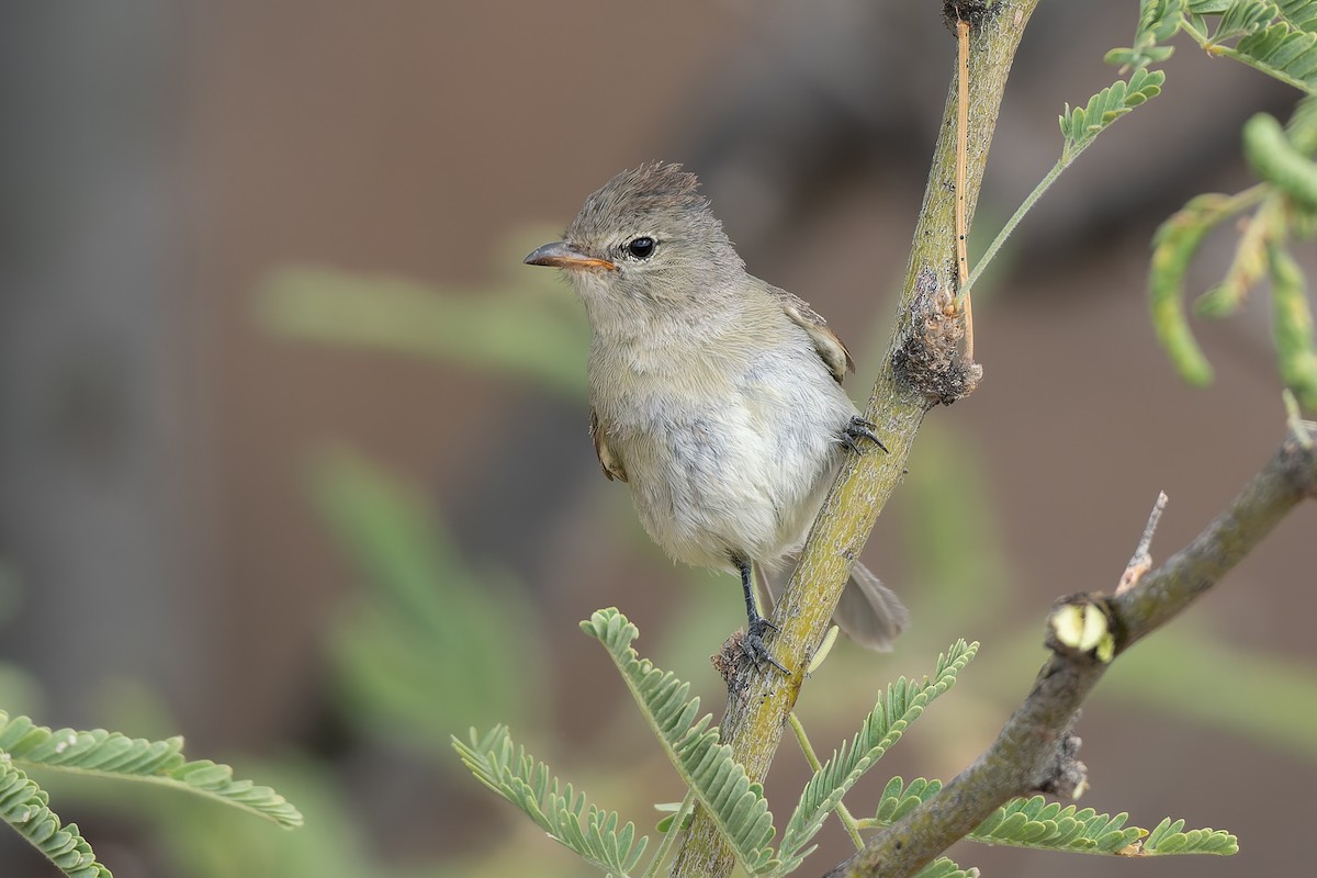 Northern Beardless-Tyrannulet - ML642792053