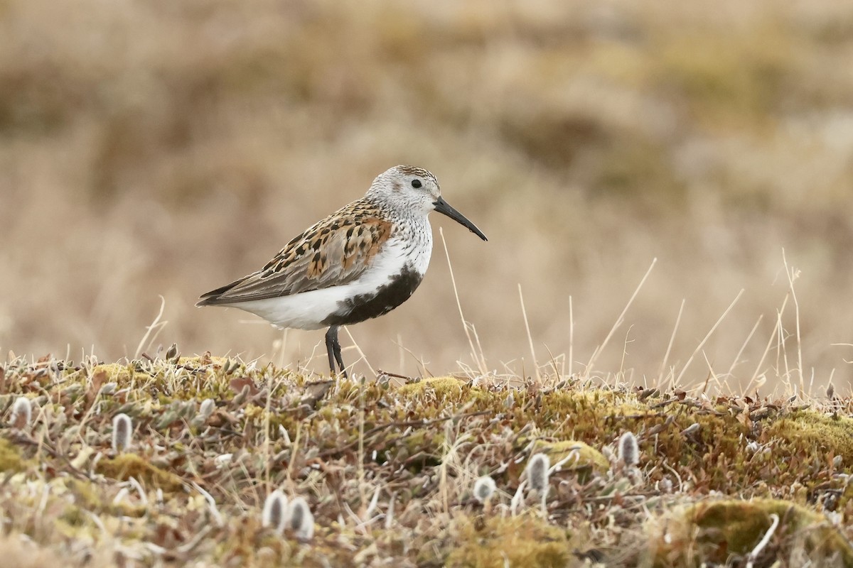 Dunlin - ML642792060