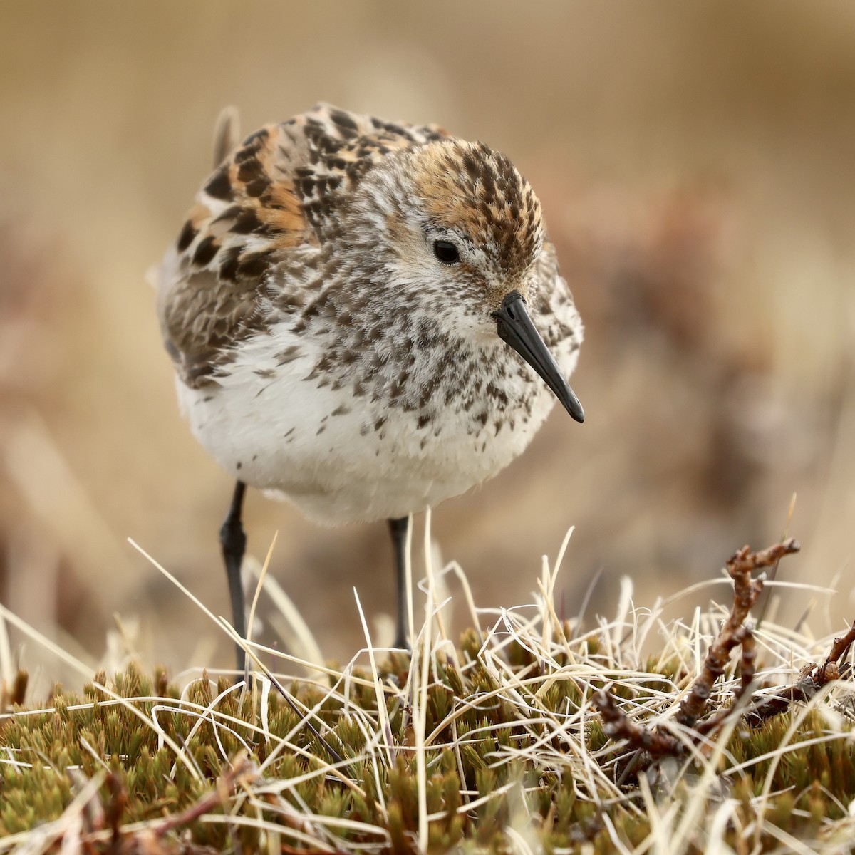 Western Sandpiper - ML642792063