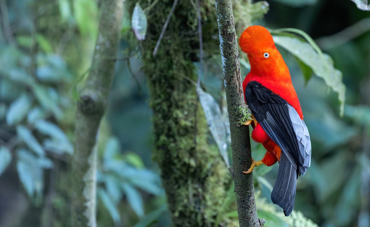Andean Cock-of-the-rock - ML642792066